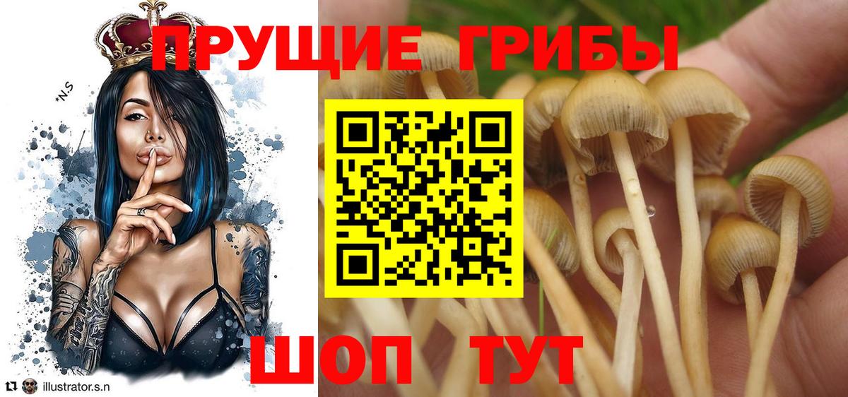 Галлюциногенные грибы Psilocybe  Вход с VPN  Канаш 
